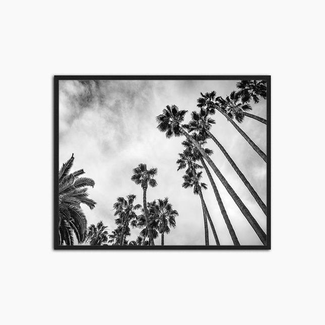 Looking Up Into Palm Trees - Print Muurdecoratie