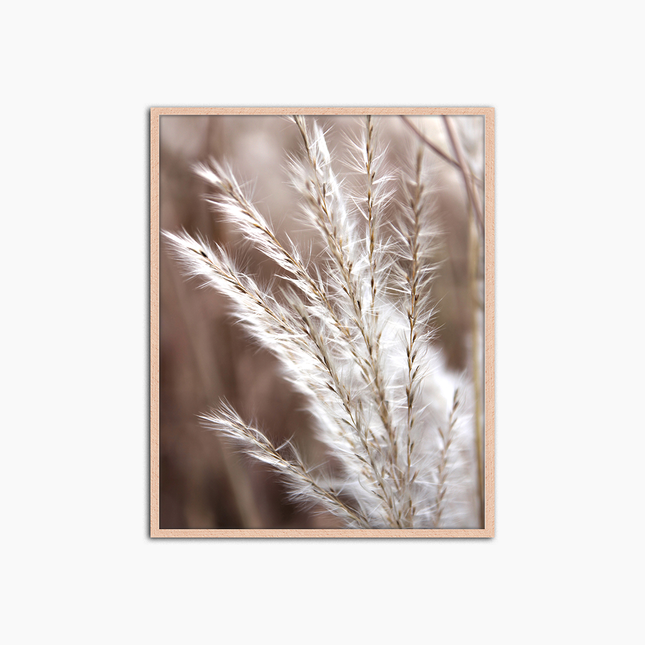 Pampas Grass close up - Print Muurdecoratie